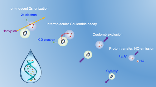 New Study Uncovers Key Mechanism Behind Superior Biological Effects of Heavy-ion Cancer Therapy